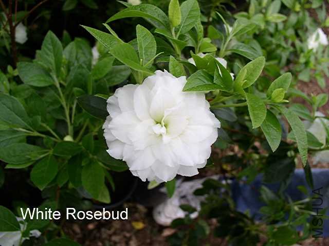 White Rosebud7.JPG