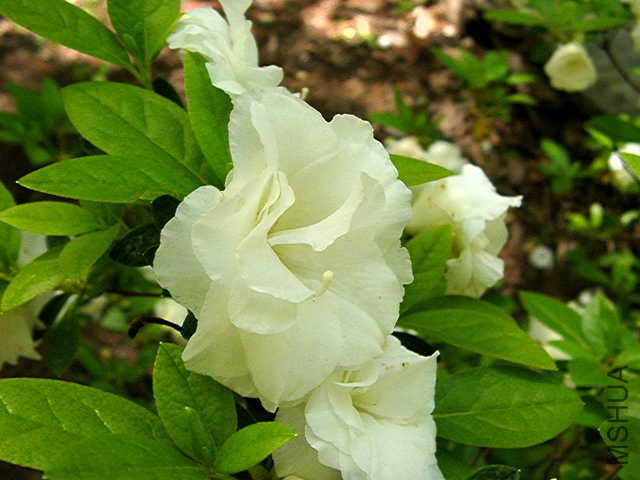 White Rosebud8.JPG