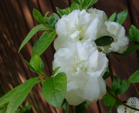 White Rosebud9.jpg
