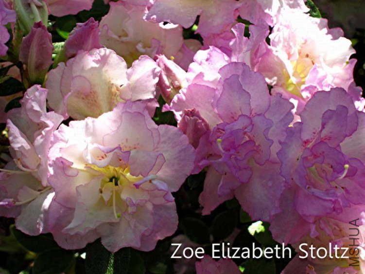 Zoe Elizabeth Stoltz.jpg