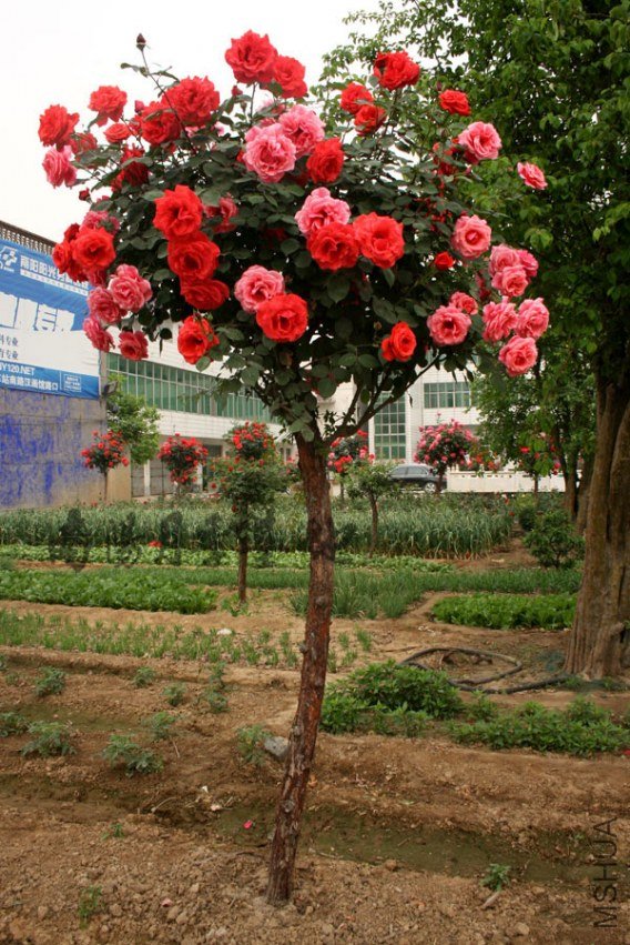 20110228010.jpg