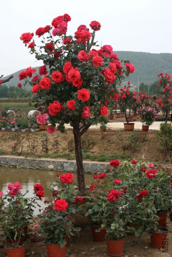 20110228012.jpg