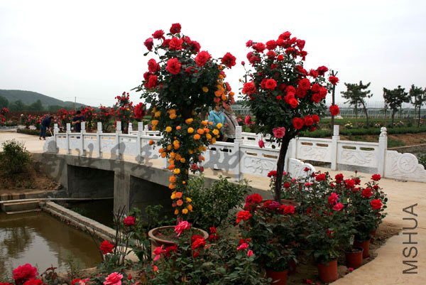 20110228013.jpg