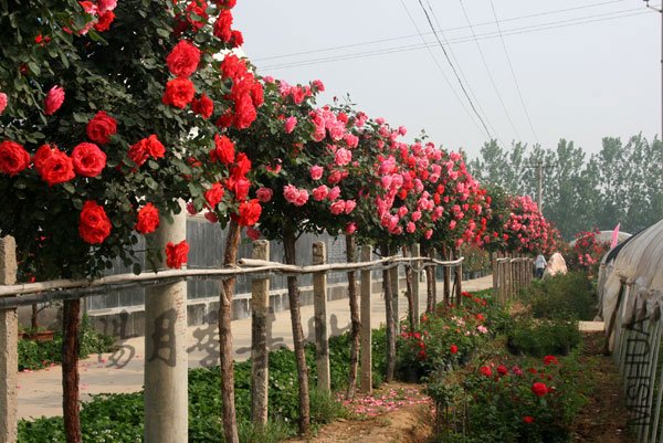 20110228017.jpg