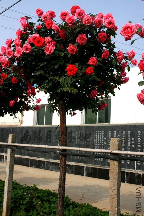 20110228016.jpg