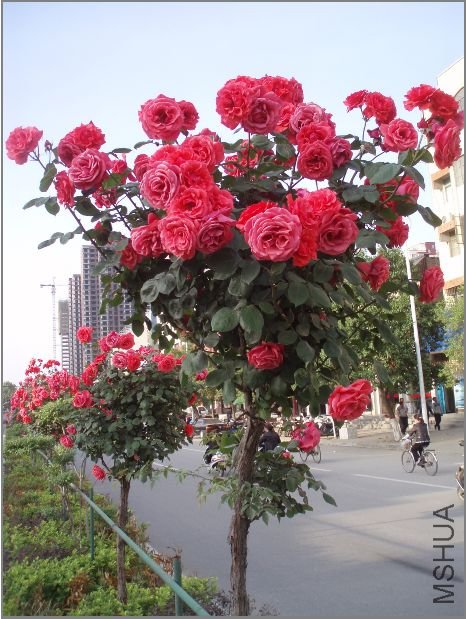 20110503_2dbd8f985cae766b81d17mQrAlStmOGt.jpg