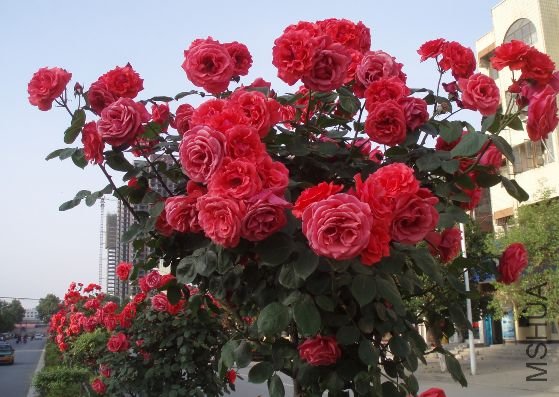 20110503_70ee28029c9ee58bf59aYJprkTMLChVS.jpg