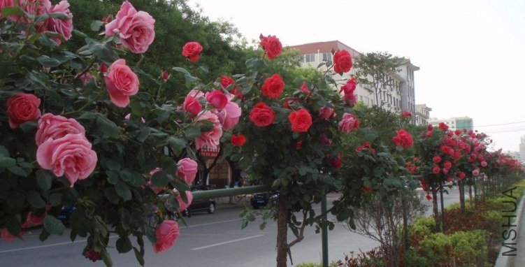 20110504_76874a53f04af4800f46xlMkzyPBdHJI.jpg