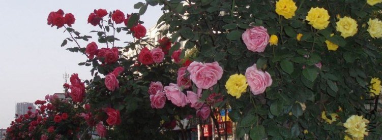20110503_6d515b89e00b3cfecc21XnBpnanhcDth.jpg