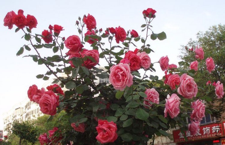 20110504_5c1be4f8a2740b36a7bbzkpKmpxO0ND3.jpg