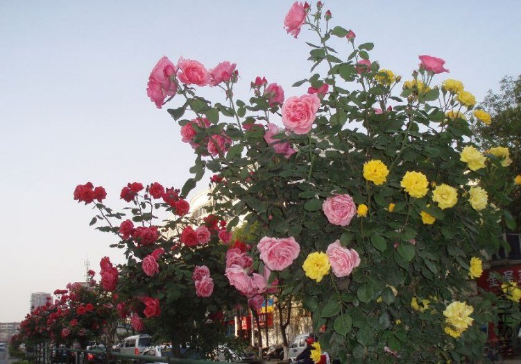 20110504_7404171f382d0d2468a147BdlGi1qKcr.jpg