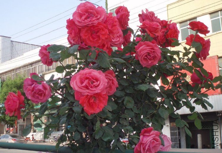 20110507_546d1a92cbf6275c4d0dXzaDElgmkZdL.jpg