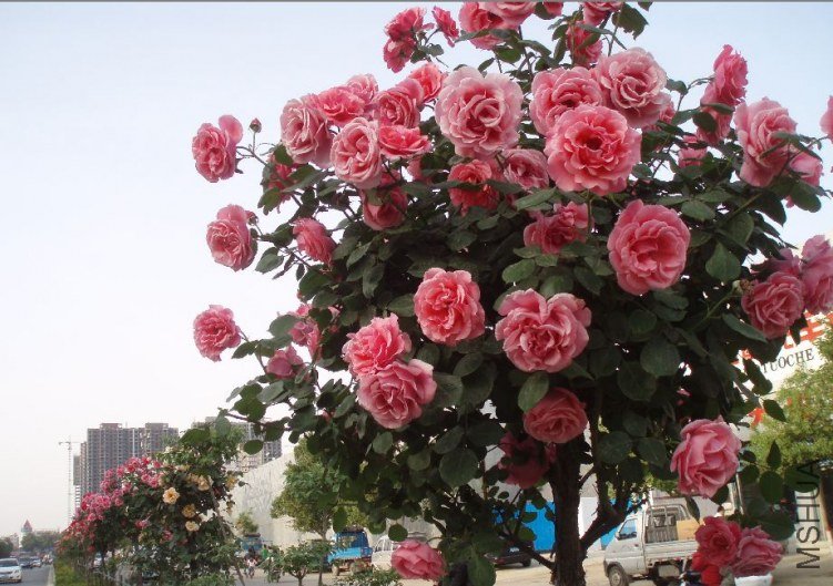 20110507_ce0ef1357a4a93016835FJn3eAZ60ynZ.jpg
