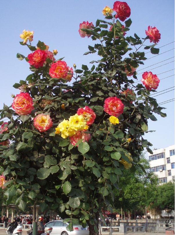 20110507_e46cffd5d3db0ddd7a3cb86fuXPNKV9s.jpg