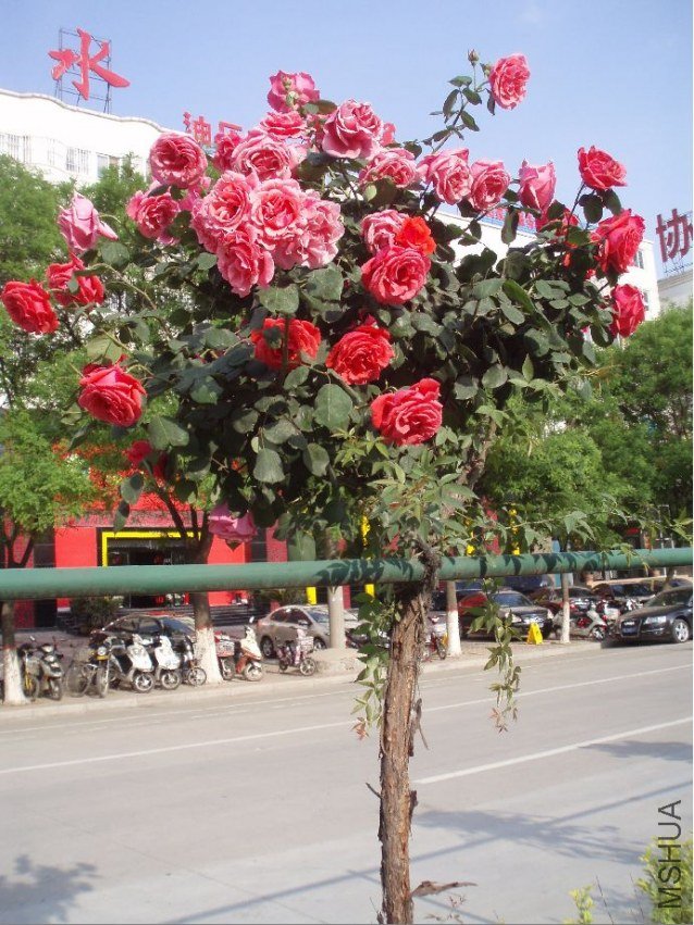 20110507_d2f18f92c85861ffa79feQh6s3JrbZZj.jpg