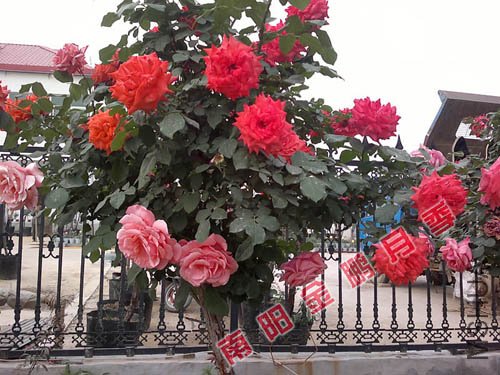 2011926143755.jpg