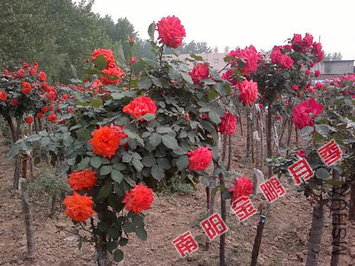 2011926143633.jpg