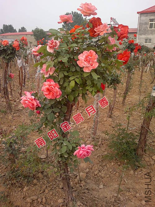 2011926145436.jpg