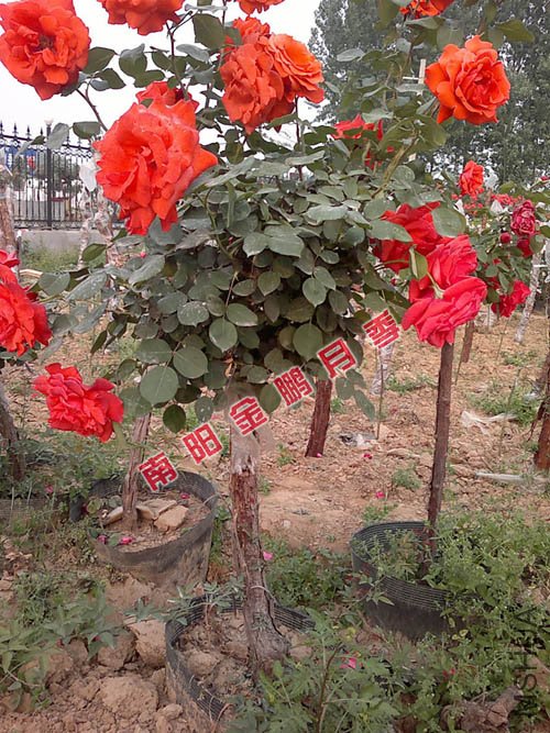 2011926145342.jpg