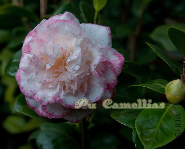 DSC_4073.jpg