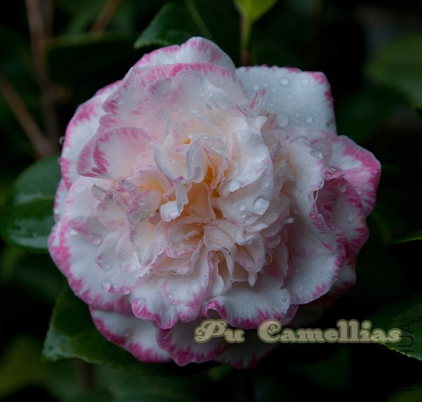 DSC_4075.jpg