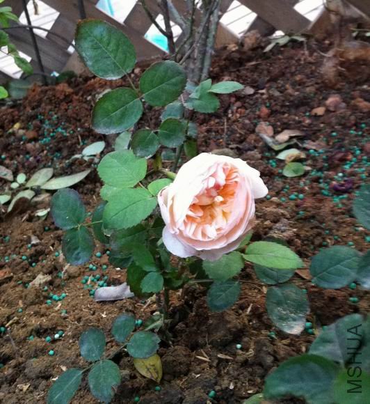 ������С ��Ƭ....jpg