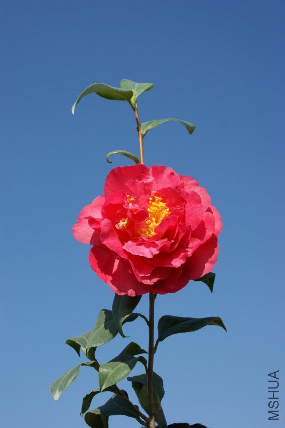 DSC08641.JPG