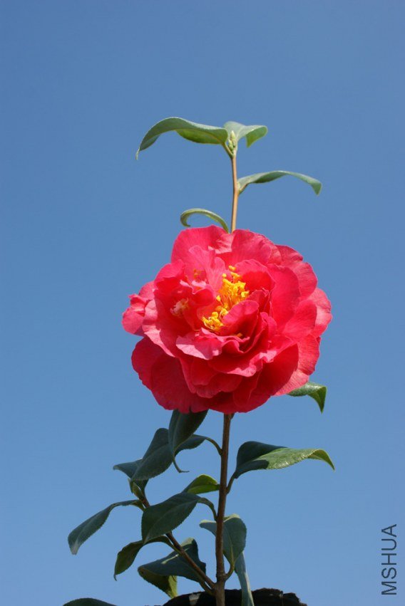 DSC08659.JPG