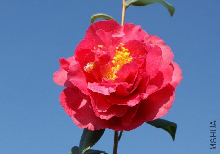 DSC086430.jpg