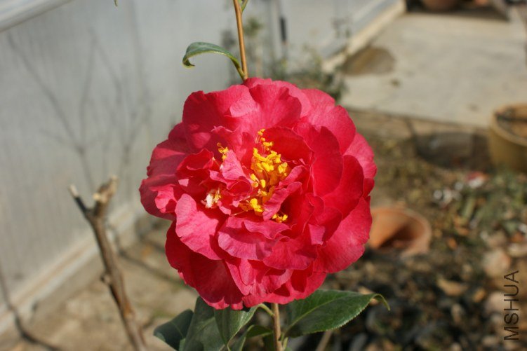 DSC08636.JPG