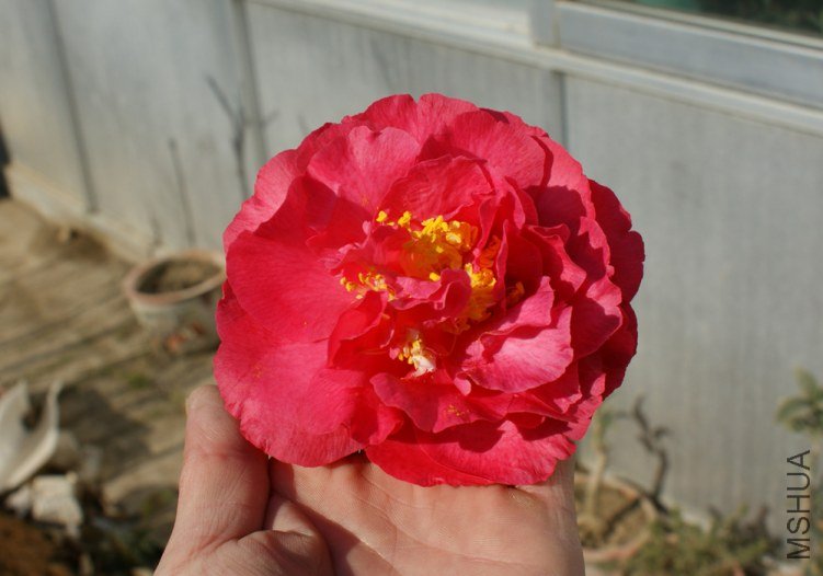 DSC086600.jpg
