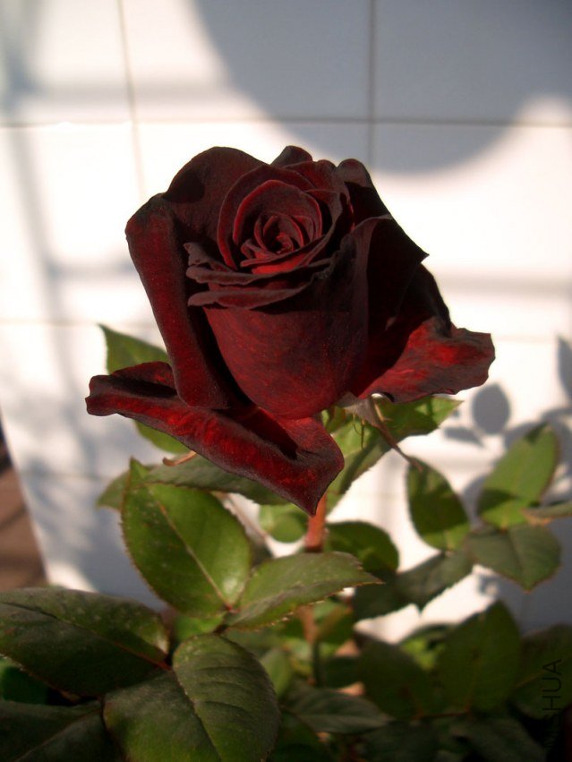 CIMG0476.jpg