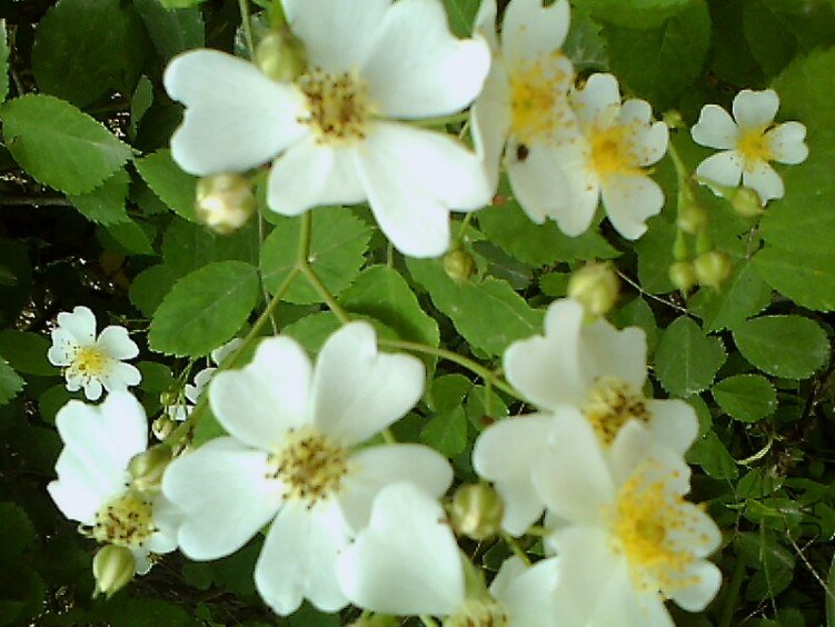 IMG0087A_B.jpg