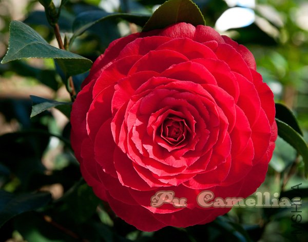 DSC_4032.jpg