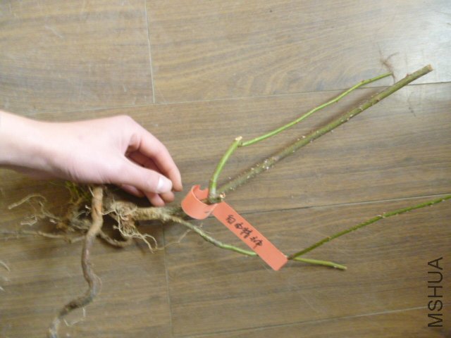 P1000301.JPG