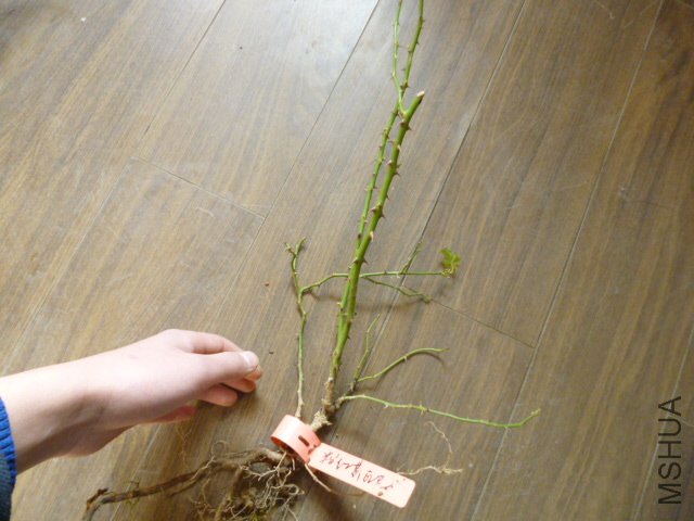 P1000303.JPG