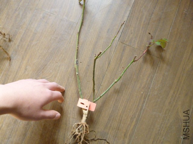 P1000305.JPG