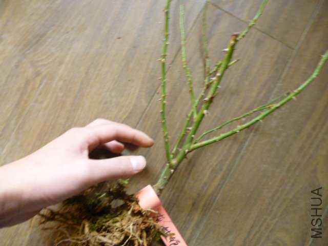 P1000306.JPG
