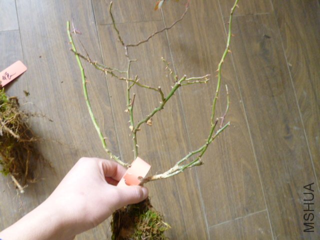 P1000307.JPG