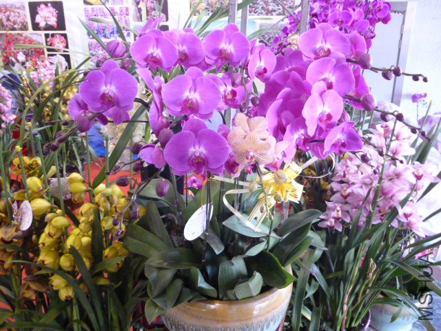 P1000310.JPG