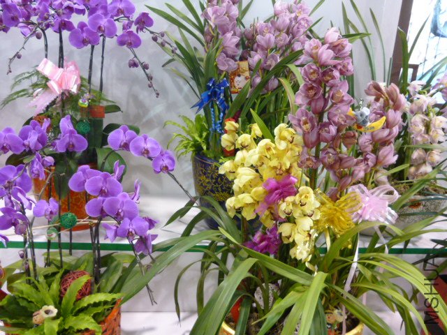 P1000323.JPG