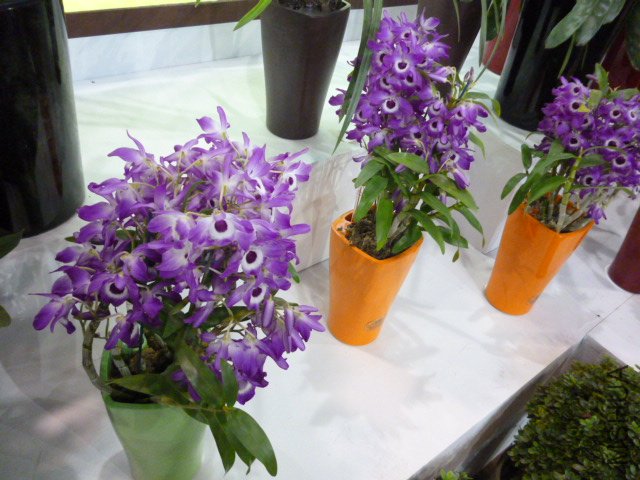 P1000326.JPG