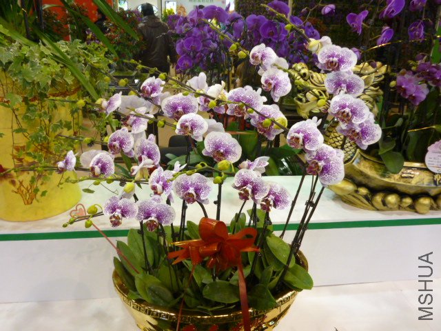 P1000339.JPG