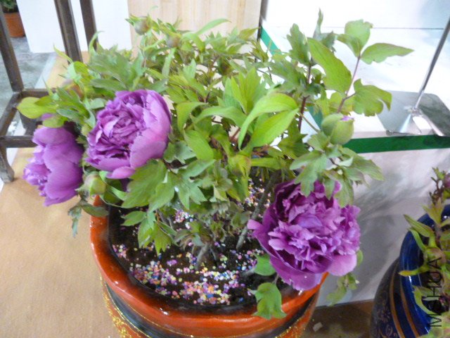 P1000351.JPG