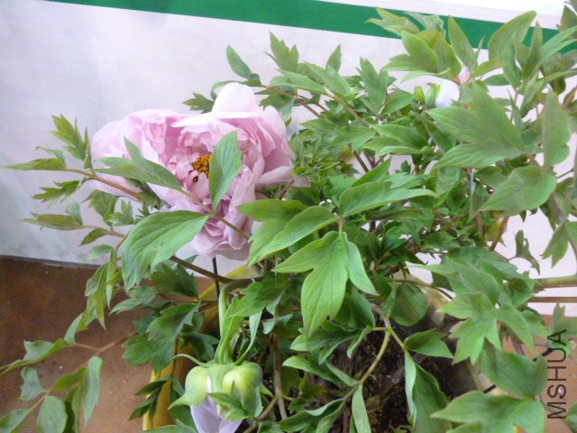 P1000352.JPG