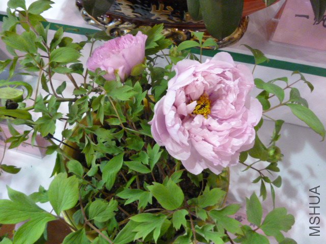 P1000353.JPG