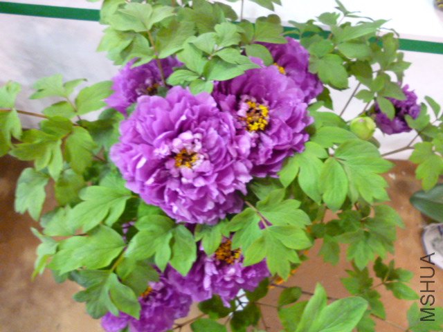 P1000354.JPG