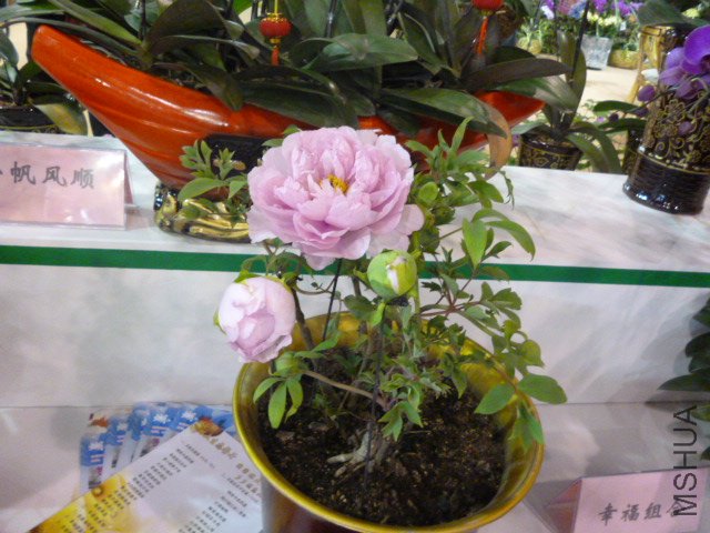 P1000355.JPG