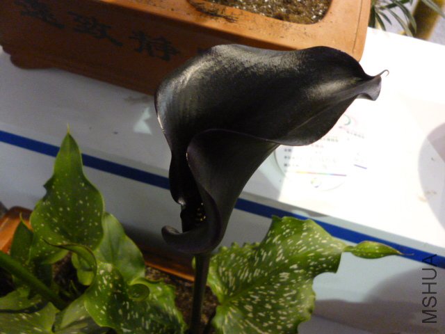 P1000379.JPG