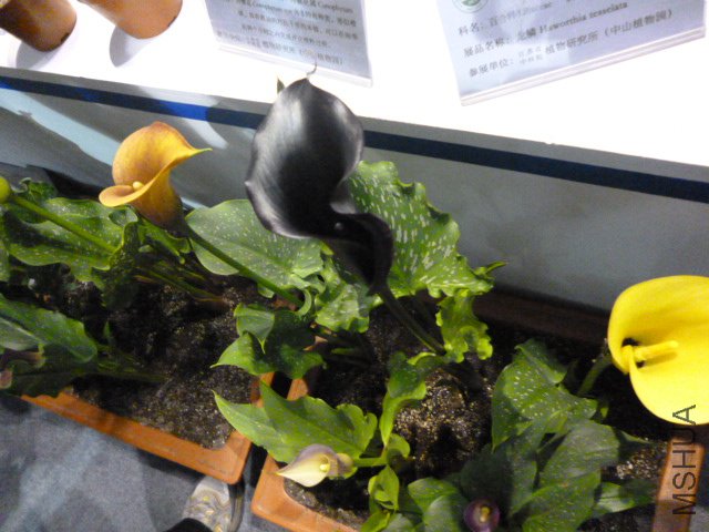 P1000384.JPG